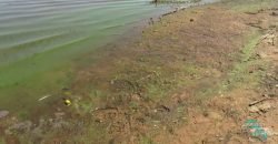 Цветение воды и некоторые отклонения: специалисты проверили состояние реки Днепр - рис. 6