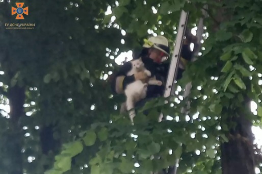 У Дніпрі рятувальники прийшли на допомогу цуценяті та кішці