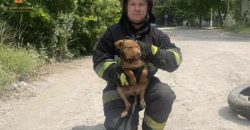 В Днепре спасатели пришли на помощь щенку и кошке - рис. 4