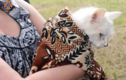 У Дніпрі рятувальники прийшли на допомогу цуценяті та кішці