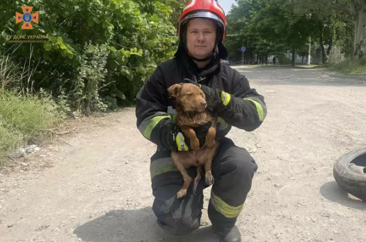 У Дніпрі рятувальники прийшли на допомогу цуценяті та кішці