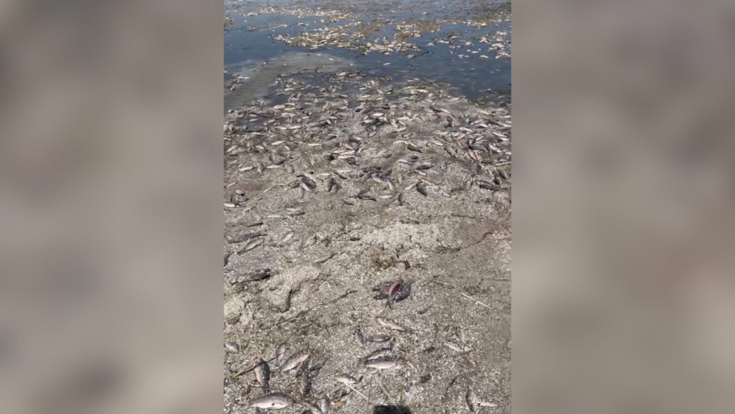 Є ризики отруїтися: жителів Дніпропетровщини закликають не збирати рибу