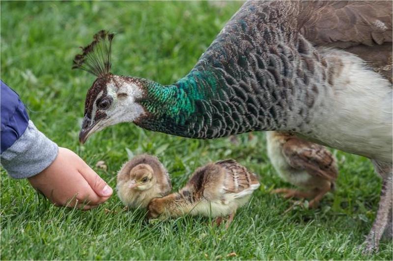 В днепровском яхт-клубе "Січ" родились редкие птенцы - рис. 3