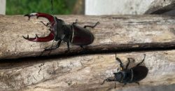 У Дніпрі помітили найбільших червонокнижних жуків Європи