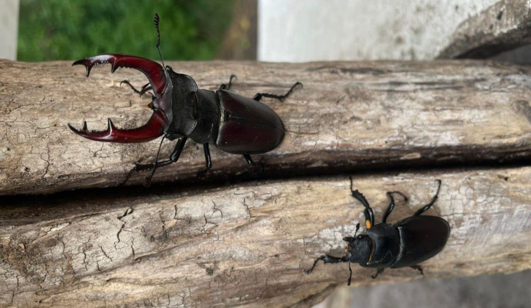В Днепре заметили самых крупных краснокнижных жуков Европы - рис. 1