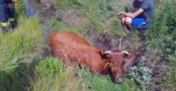 На Дніпропетровщині рятувальники дістали з ями корову