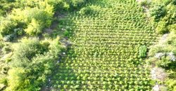 На Дніпропетровщині посеред поля виявили понад 2,5 тисячі кущів конопель - рис. 15