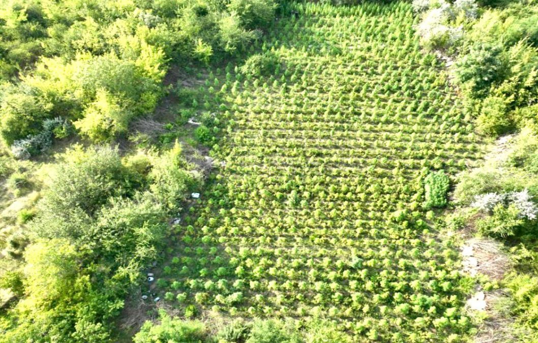 На Дніпропетровщині посеред поля виявили понад 2,5 тисячі кущів конопель - рис. 1