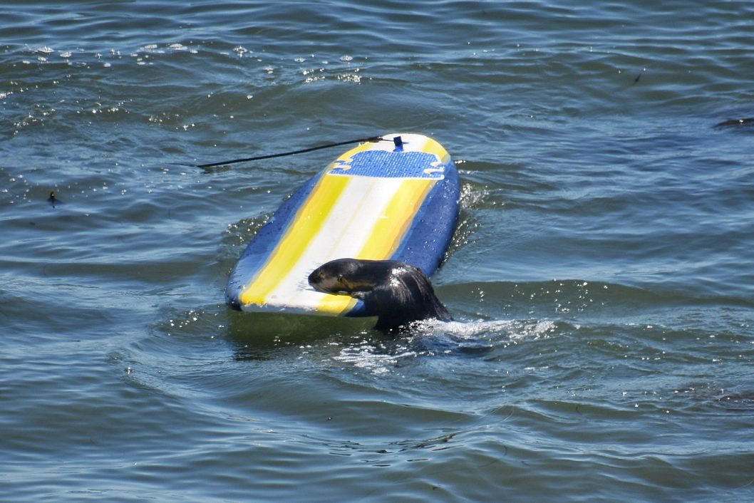 В США морская выдра плавает на ворованных у серферов досках - рис. 4