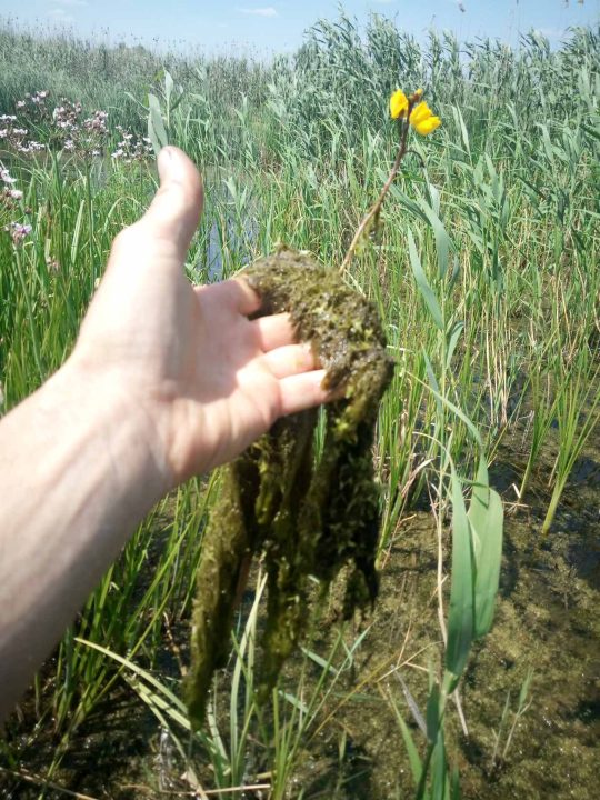 На Дніпропетровщині знайшли хижу рослину, яка їсть комах та маленьких рибок