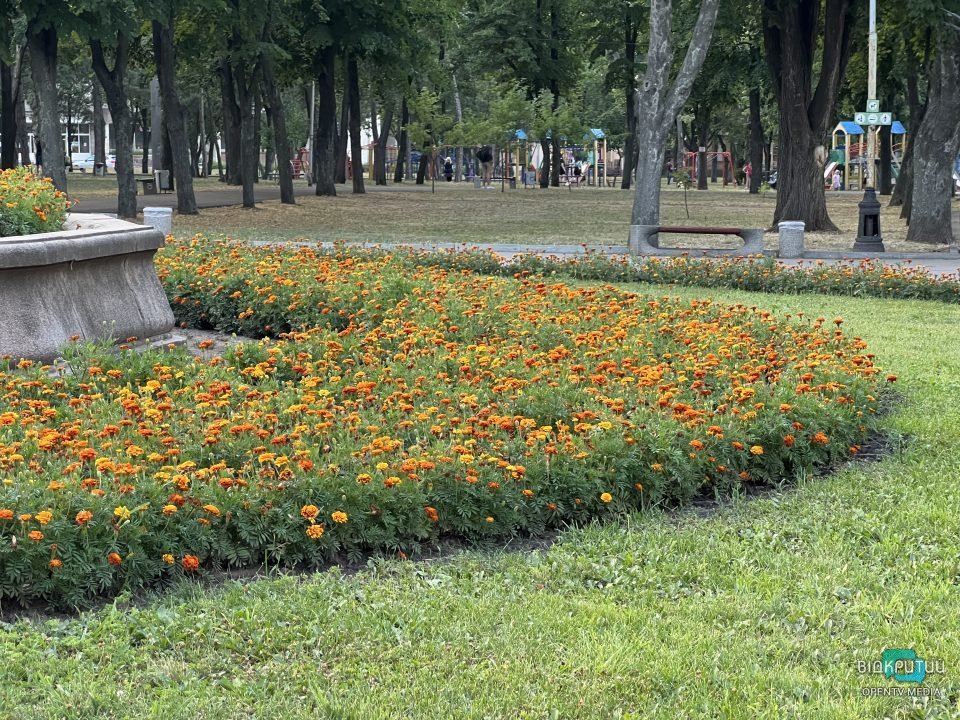 В одному зі скверів Дніпра зʼявилась квітуча клумба - рис. 8
