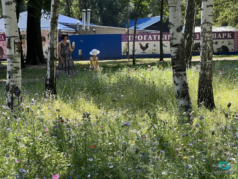 В парках Днепра появились цветущие ковры - рис. 2
