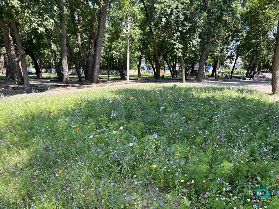 У парках Дніпра зʼявились квітучі килими