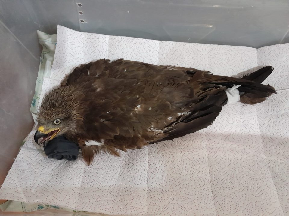В Днепре спасают раненую краснокнижную птицу – коршуна черного