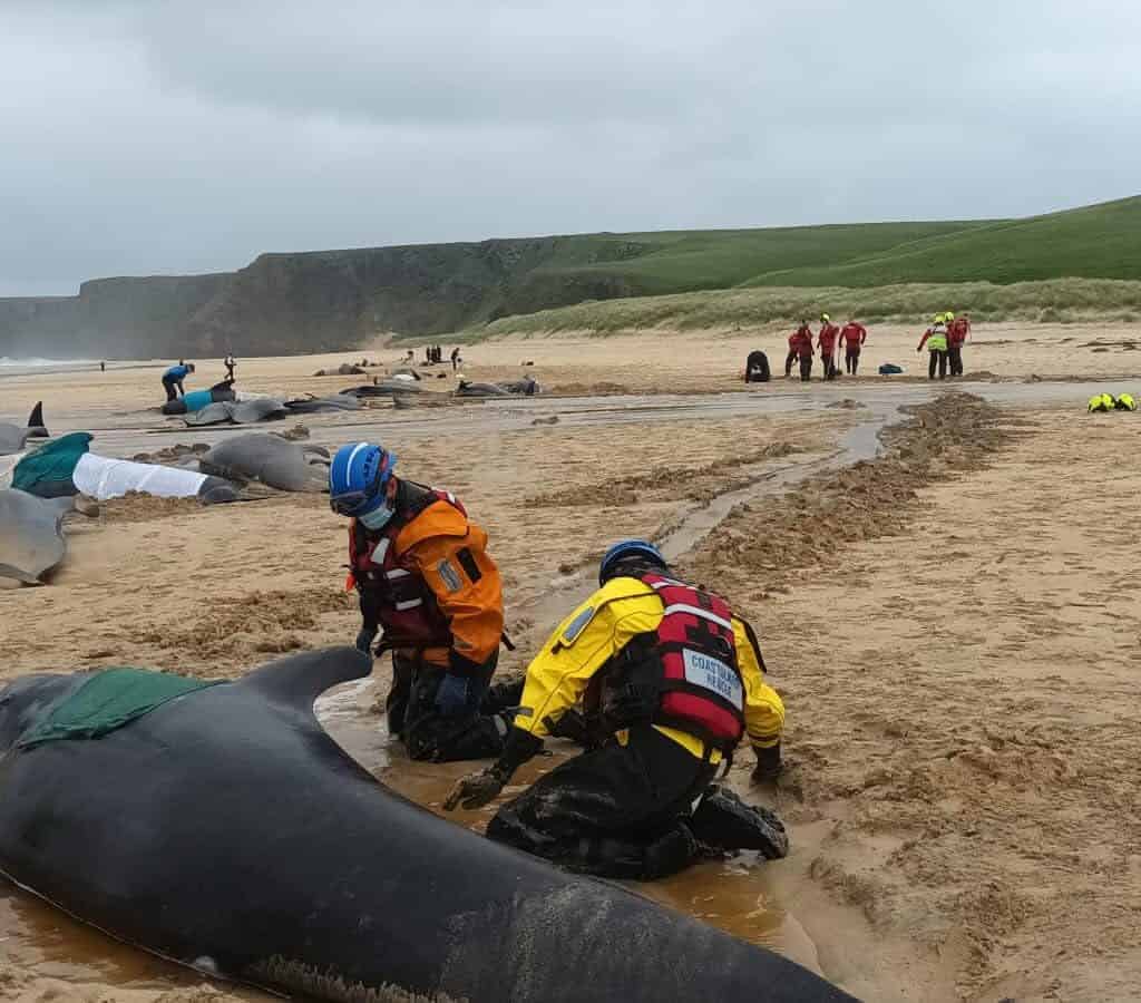 У Шотландії понад 50 китів викинулися на берег та загинули - рис. 1