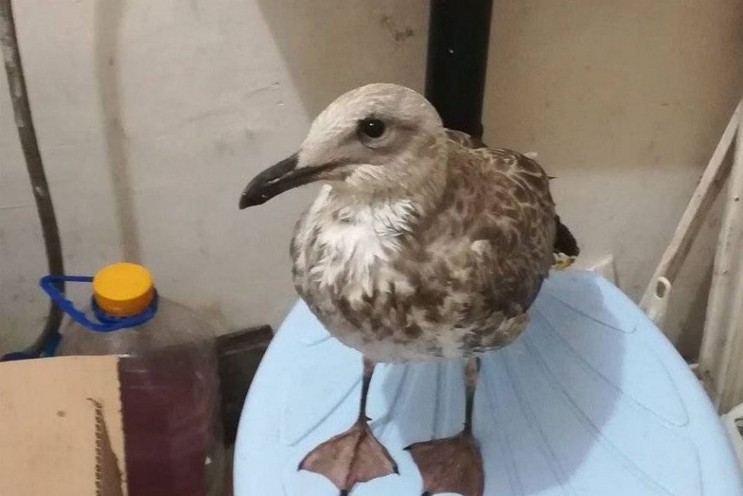 У Нікополі дівчина врятувала пташеня баклана, що гинув від спраги та голоду