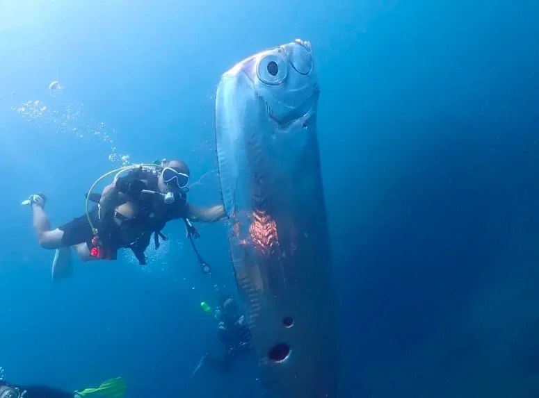Біля берегів Тайваню дайвери виявили рибу "Судного дня"