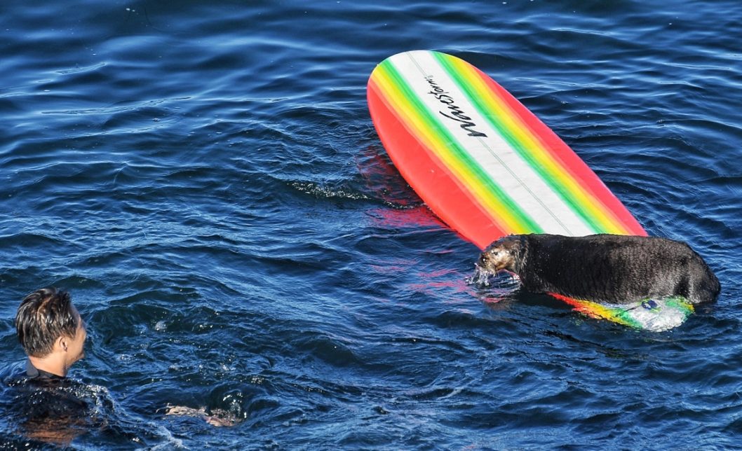 В США морская выдра плавает на ворованных у серферов досках - рис. 2