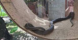 У Дніпрі метрова змія заповзла до приватного будинку - рис. 4