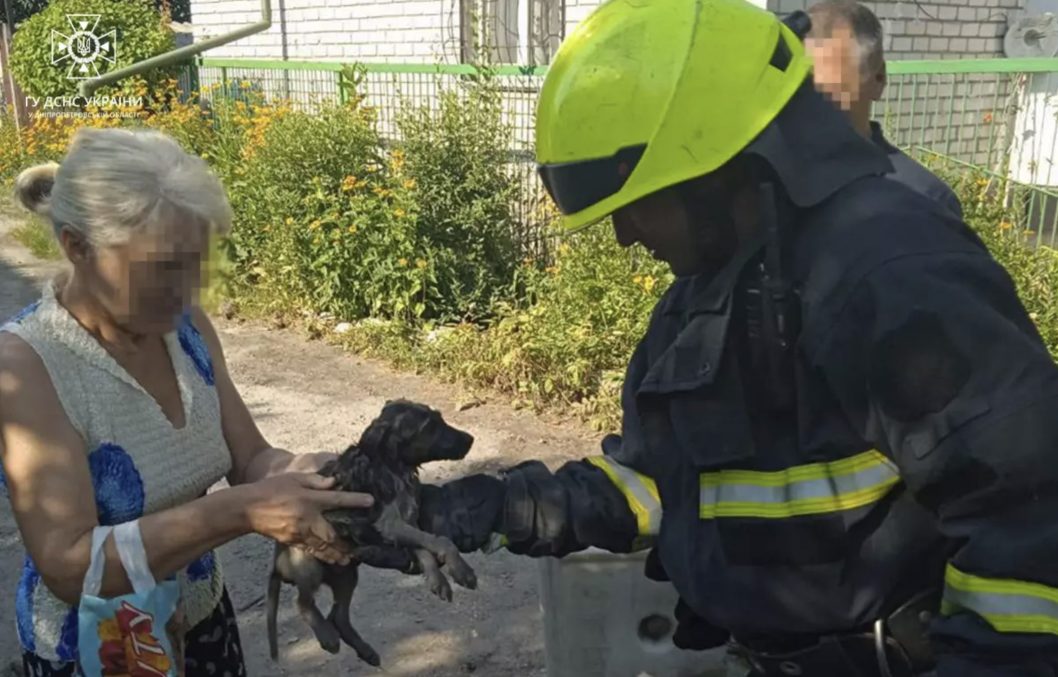 Впав у яму: у Дніпрі рятувальники витягли цуцика з пастки