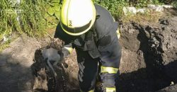 Впав у яму: у Дніпрі рятувальники витягли цуцика з пастки