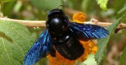 Бджоли-тесляри атакують акацію: у Дніпрі помітили червонокнижну комаху - рис. 1