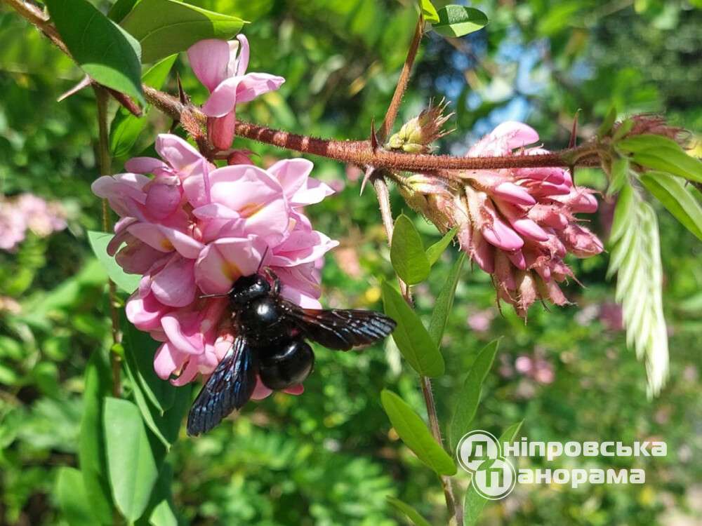 Пчелы-плотники атакуют акацию: в Днепре заметили краснокнижное насекомое - рис. 1