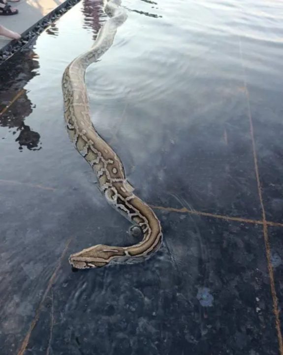 В одном из фонтанов Днепра был замечен огромный питон - рис. 1