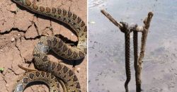У Дніпрі активізували плазуни: на Фрунзенському помітили змію