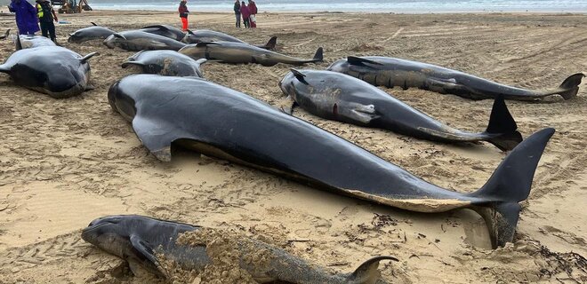 У Шотландії понад 50 китів викинулися на берег та загинули - рис. 2
