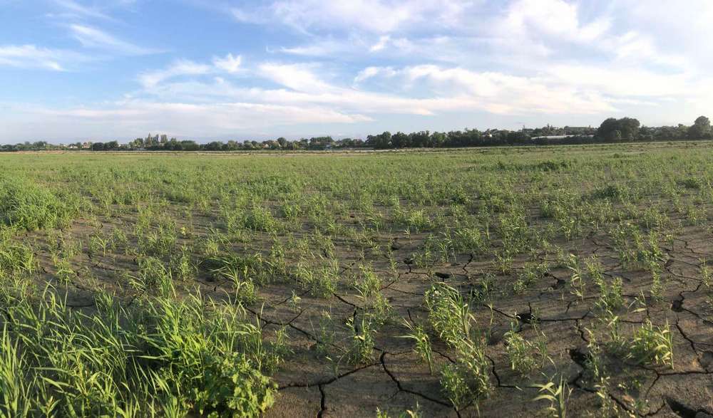 На Никопольщине жители засеяли кабачками высохшее Каховское водохранилище - рис. 5