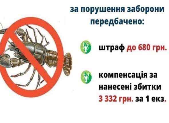 На Днепропетровщине установят запрет на отлов раков - рис. 1