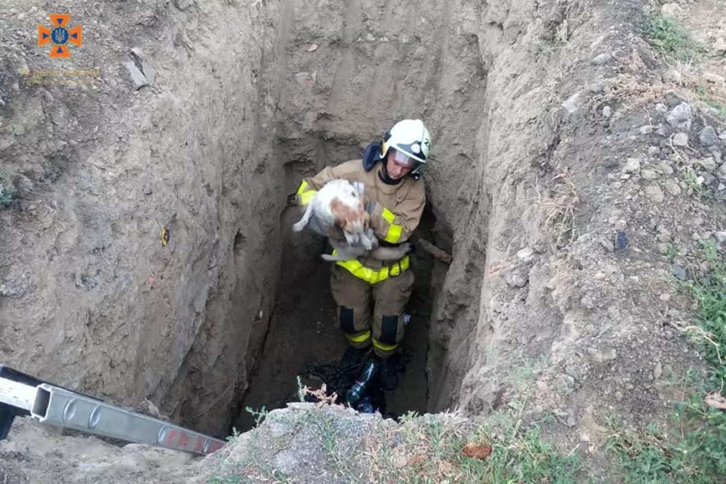 На Днепропетровщине спасли двух собачек, упавших в глубокую яму - рис. 1