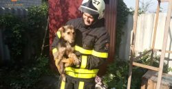 На Днепропетровщине спасли двух собачек, упавших в глубокую яму - рис. 5