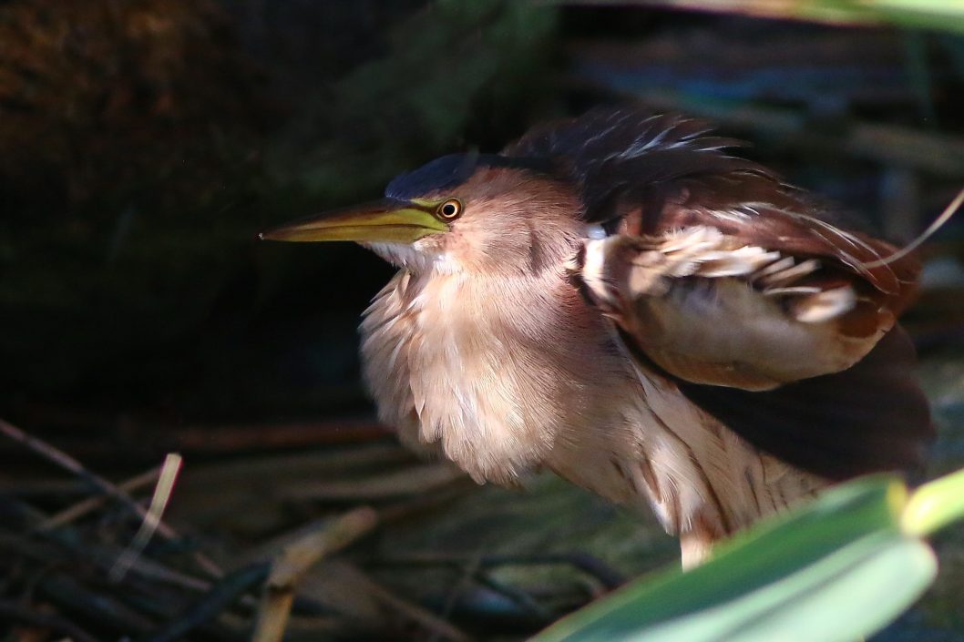 В Днепре местные жители обнаружили гнездовья очень редких птиц