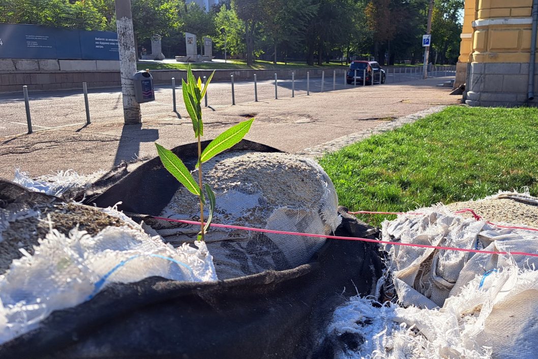 В Днепре возле Исторического музея проросли несокрушимые бурьяны