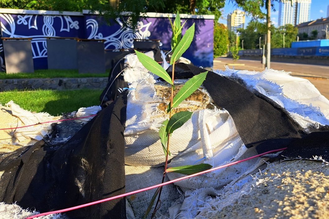 В Днепре возле Исторического музея проросли несокрушимые бурьяны