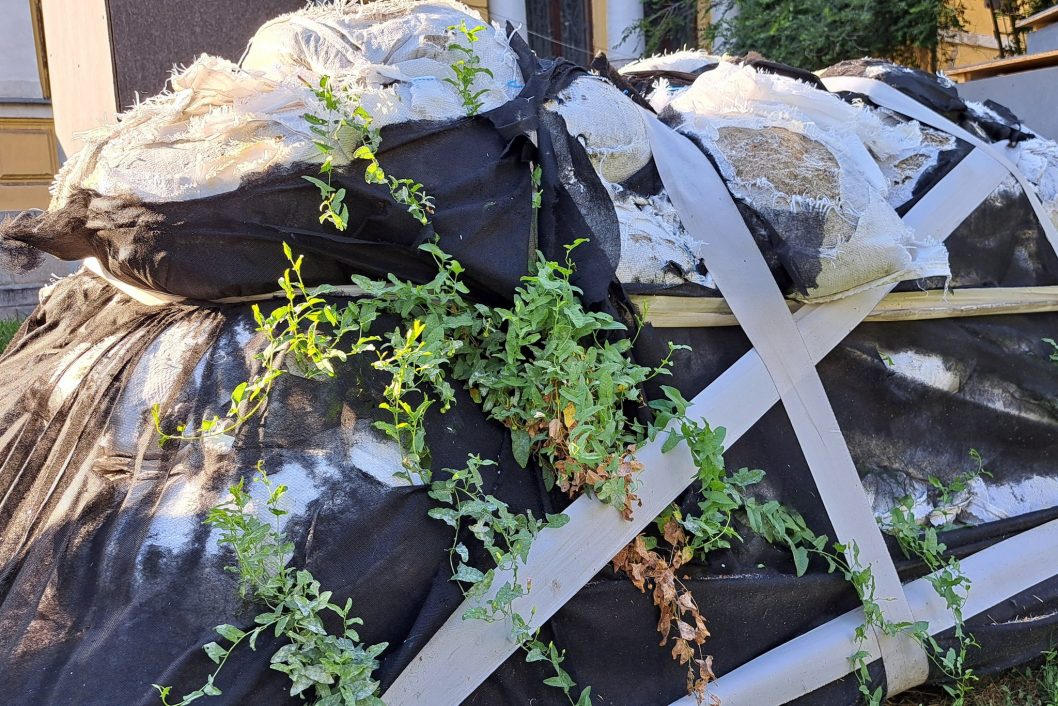 В Днепре возле Исторического музея проросли несокрушимые бурьяны