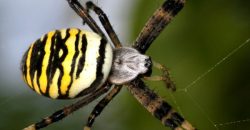 На Днепропетровщине заметили разноцветного паука-осу - рис. 1