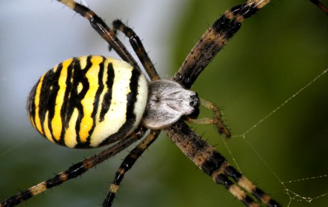 На Днепропетровщине заметили разноцветного паука-осу - рис. 1
