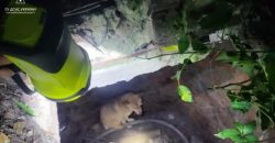 В Павлограде спасатели достали из заброшенного колодца двух щенков - рис. 1