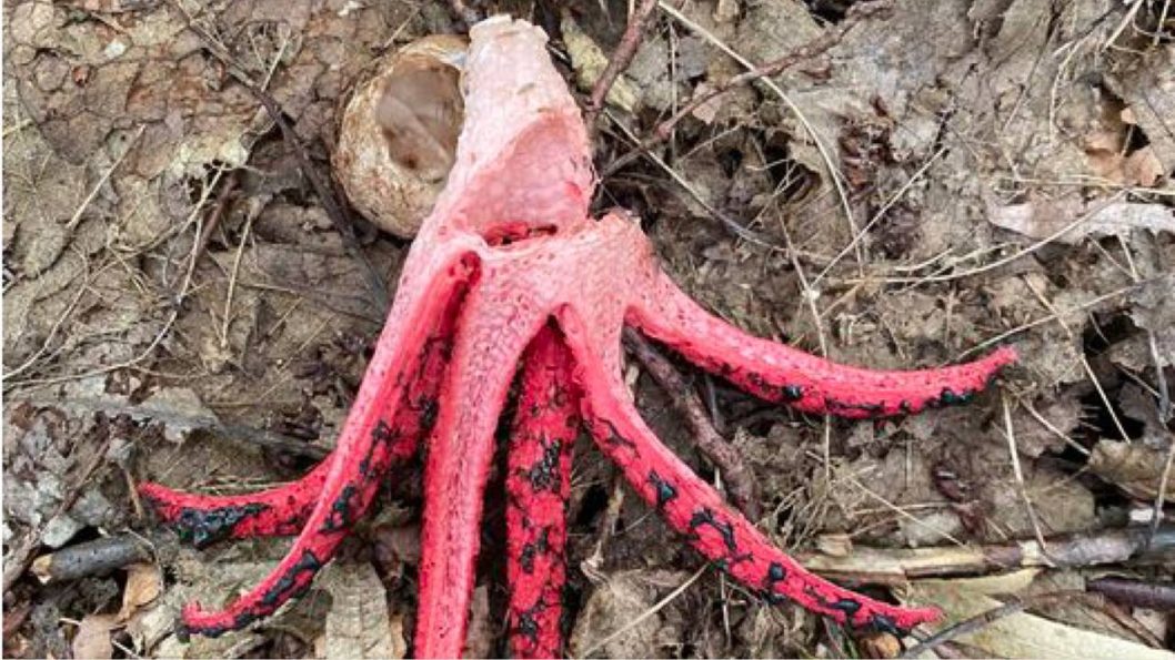 Гриб-восьминіг: у Дніпрі знайшли червонокнижні "пальці диявола"