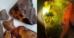 В Україні знайшли бурштин з комахами, що жили 40 мільйонів років тому