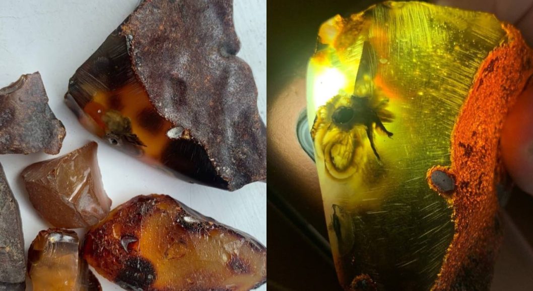В Україні знайшли бурштин з комахами, що жили 40 мільйонів років тому