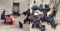 У Китаї фермер провів засідання з козами