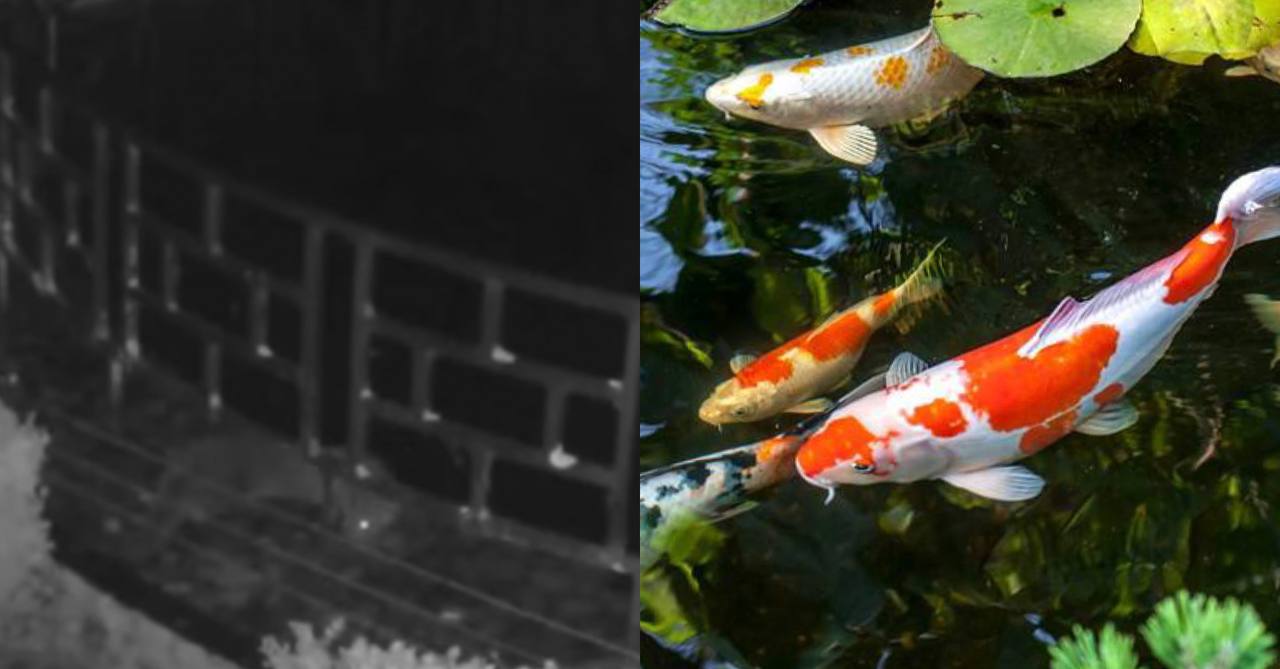 У Великобританії видра пограбувала готель на 100 000 доларів