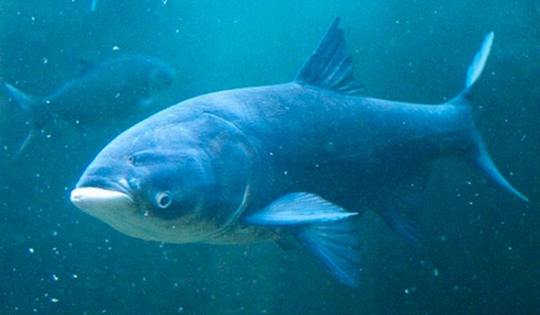 В Днепропетровской области поймали гигантскую рыбу весом 19 килограммов - рис. 2