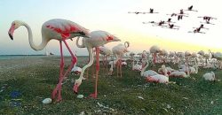 Впервые 570 розовых фламинго прожили в Украине с весны до осени и привели птенцов - рис. 1