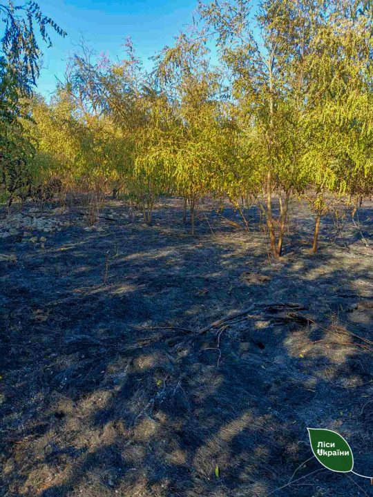 Росіяни обстріляли Марганецьке лісництво зі ствольної артилерії, зайнялася пожежа (Фото) - рис. 3