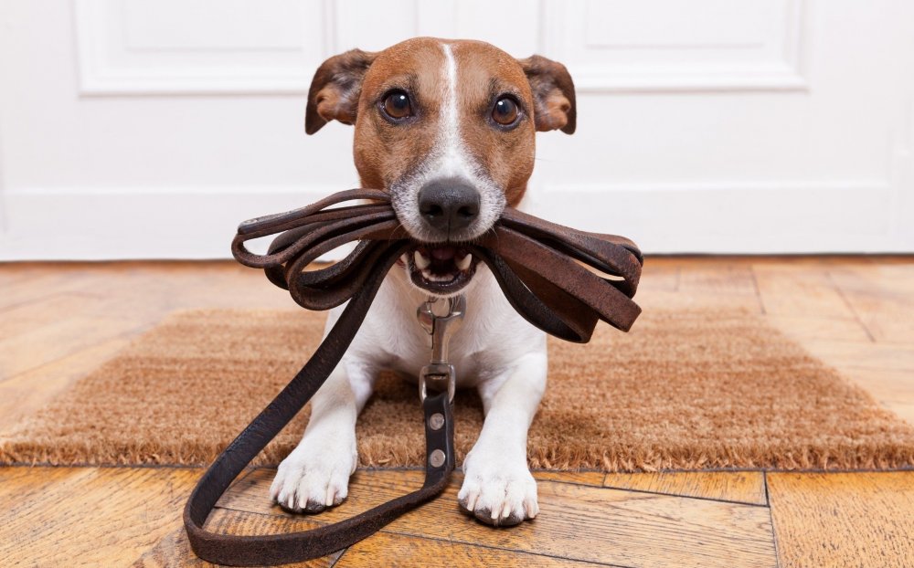 В одной из громад Днепропетровщины жители жалуются на стаи собак - рис. 1